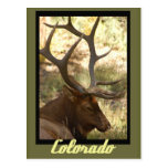 Bull Elk Colorado Postcards