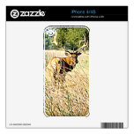 Bull Elk Decals For The iPhone 4