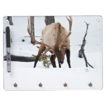 Bull Elk Dry-Erase Board