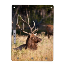 Bull Elk Dry-Erase Boards