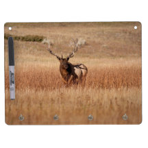 Bull Elk Dry-Erase Whiteboard