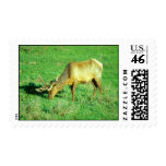 Bull Elk Feeding Postage Stamps
