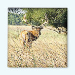 Bull Elk magnets