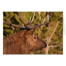 Bull Elk Greeting Card