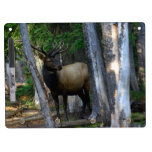 Bull elk in pines Dry-Erase boards