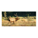 Bull Elk in Rocky Mountian National Park posters by unknownartist Bull Elk in Rocky Mountian National Park posters