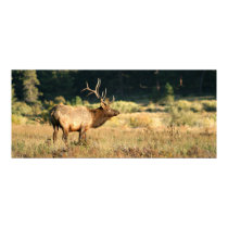 Bull Elk in Rocky Mountian National Park posters
