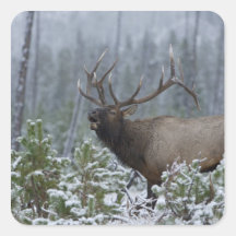 Bull Elk in snow calling, bugling, Yellowstone Sticker