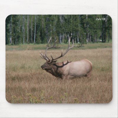 Bull Elk, Julz 08 Mouse Mats by MS_Reversed