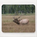 Bull Elk, Julz 08 mousepads