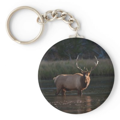 Bull Elk Keychain by jeanro