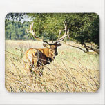 Bull Elk Mouse Pads