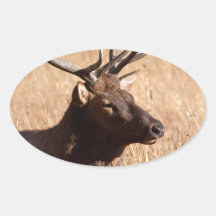 Bull Elk Oval Sticker