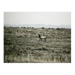 Bull Elk P2800 Print