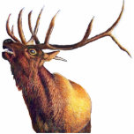 Bull Elk Photo Sculpture photo sculptures