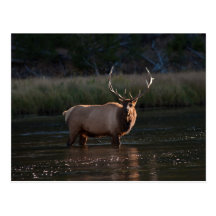 Bull Elk Post Card