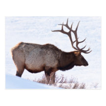 Bull Elk Post Cards