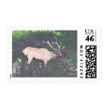 BULL ELK STAMPS