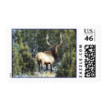 Bull Elk postage by BIGDEWY Bull Elk postage