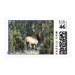 Bull Elk Postage