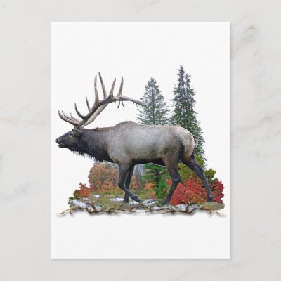 Bull Elk Post Cards