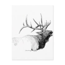 Bull Elk postcards by WildlifeInk Bull Elk postcards
