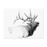 Bull Elk Postcard