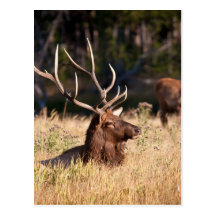 Bull Elk Postcard