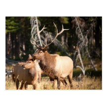 Bull Elk Postcard
