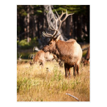 Bull Elk Postcards
