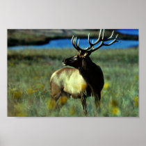 Bull elk posters