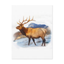 bull elk t idea.pdf postcard