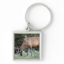 Bull Elk with antlers in velvet grazing in Keychains
