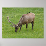 Bull elk with bird visitors print