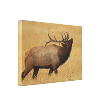 Bull Elk with Head Back Canvas Print