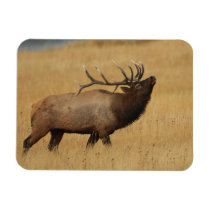 Bull Elk with Head Back Rectangular Magnets