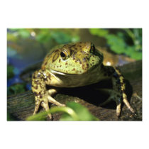 Bull frog.