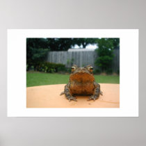 Bull Frog Poster