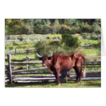 Bull in Pasture cards