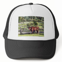 Bull in Pasture hats