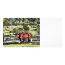 Bull in Pasture photo cards