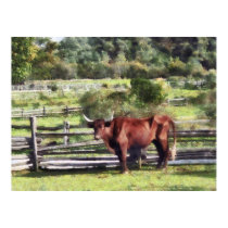 Bull in Pasture posters