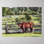 Bull in Pasture Print