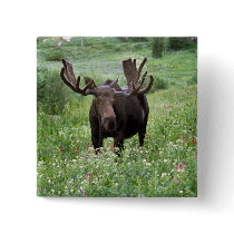 Bull moose Alces alces) in wildflowers, Buttons