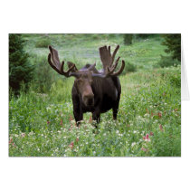 Bull moose Alces alces) in wildflowers, Cards