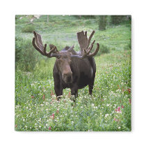 Bull moose Alces alces) in wildflowers, Refrigerator Magnet