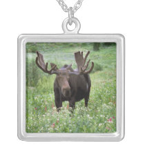 Bull moose Alces alces) in wildflowers, Jewelry