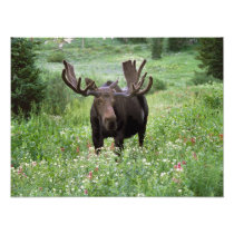 Bull moose Alces alces) in wildflowers,