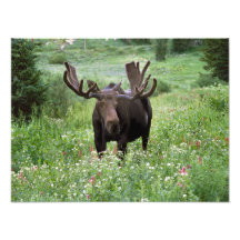 Bull moose Alces alces) in wildflowers, Photograph