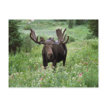 Bull moose Alces alces) in wildflowers, Postcard